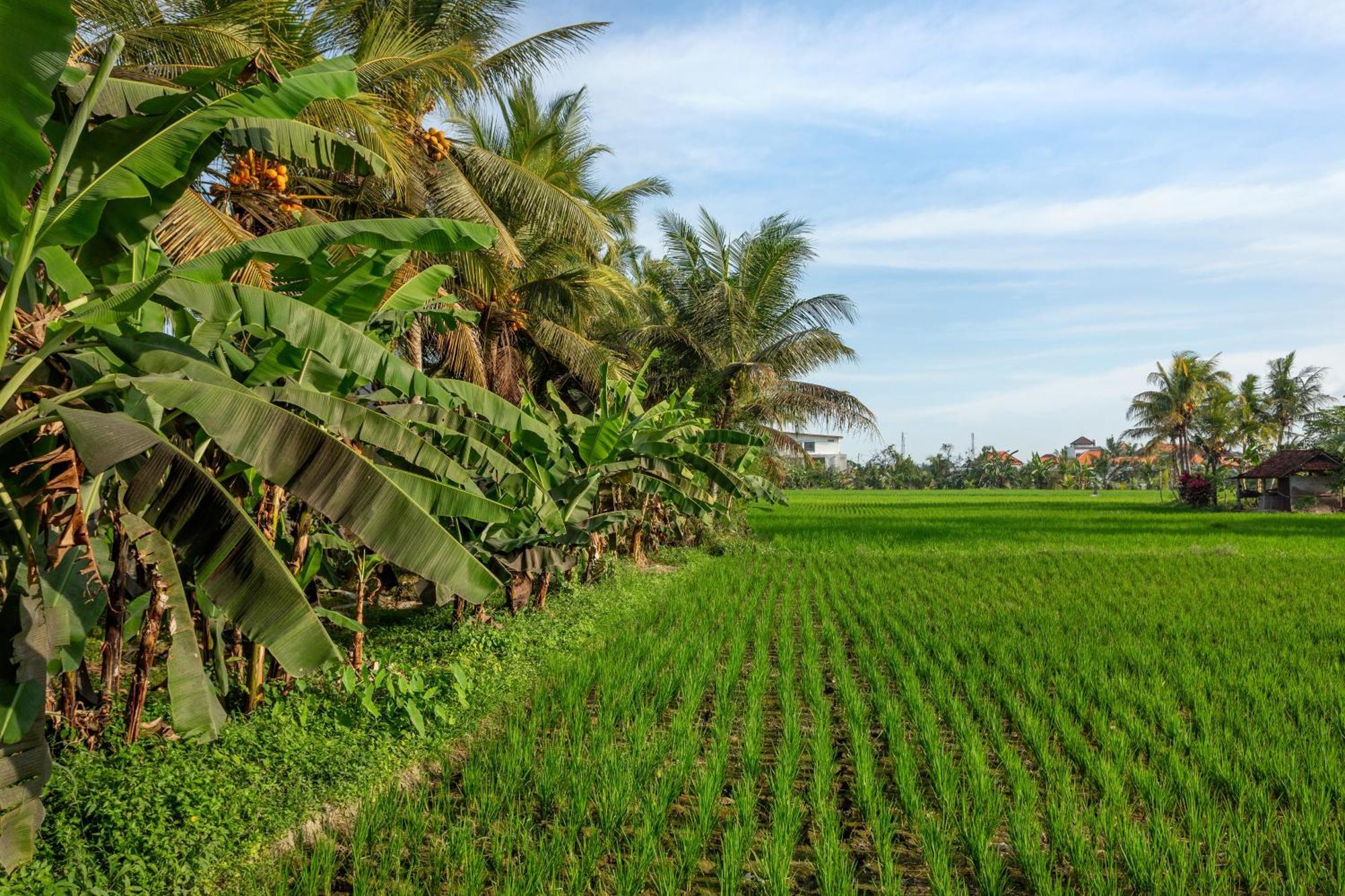 Green Flow Ubud Villas III Exterior foto